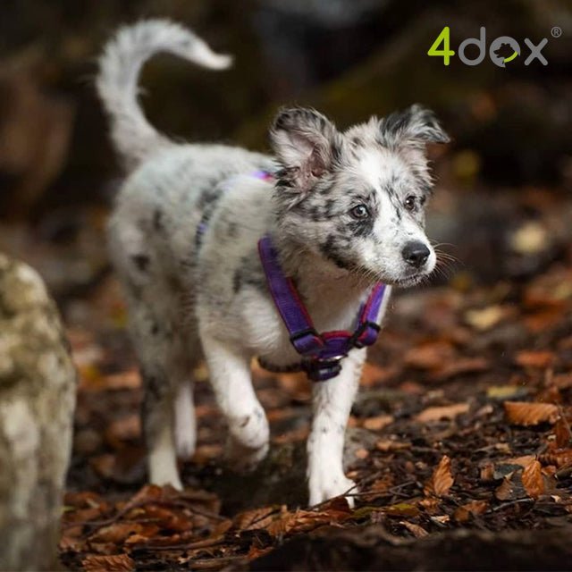 犬用ハーネス 4dox - パープルカラー | 全体パッド付きで引っ張りの負担を軽減|ドッグトレーナー推奨