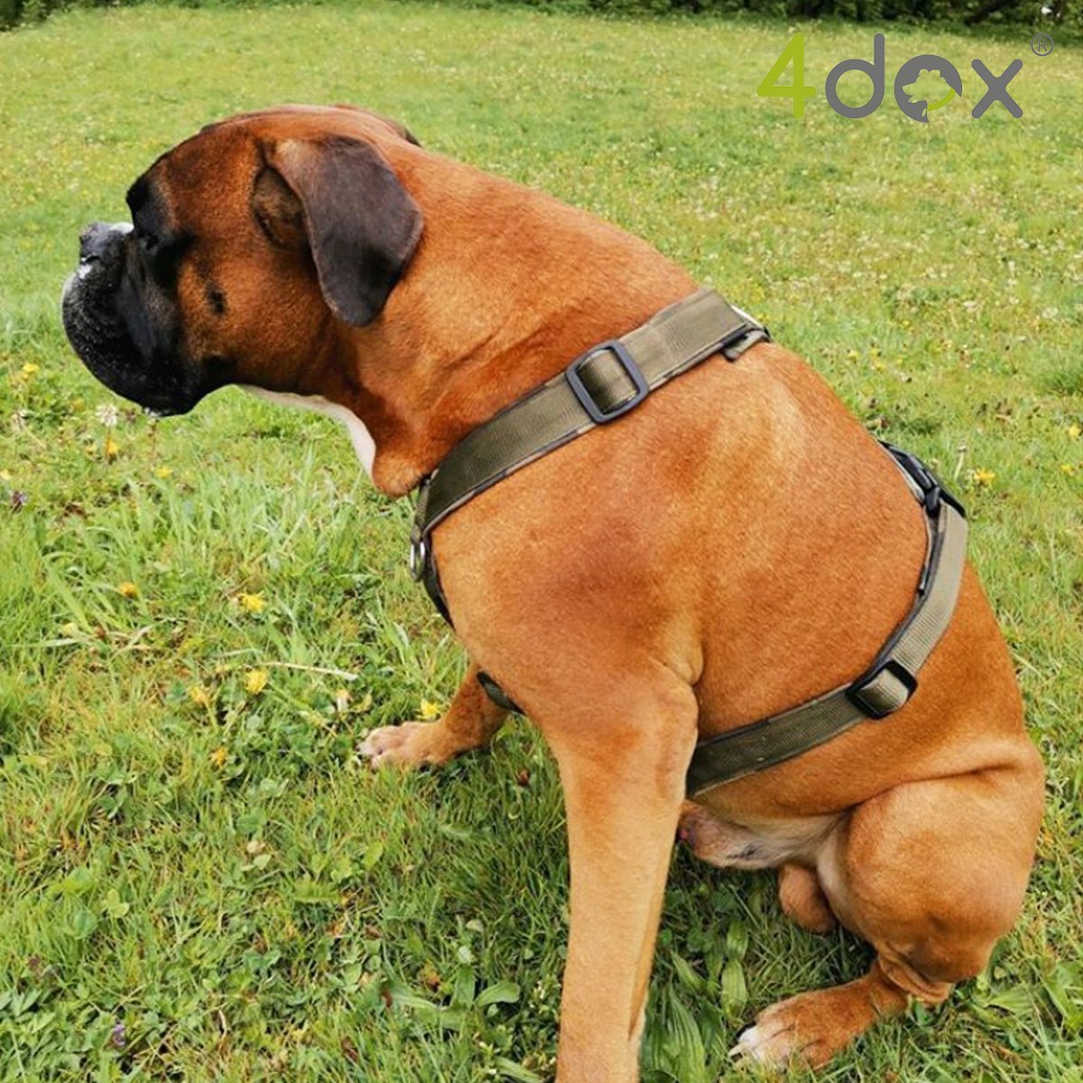 犬用ハーネス 4dox - 安全・快適でおしゃれなデザインの散歩用ハーネス|ペット用首輪・ハーネス