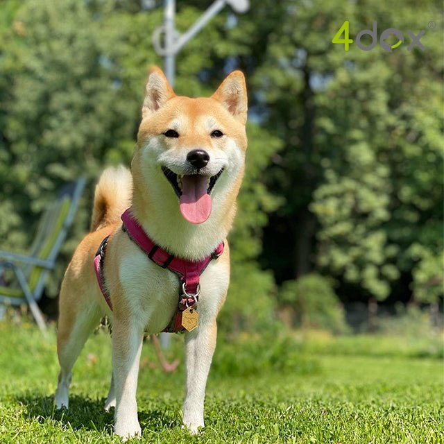 犬用ハーネス 4dox - コンフォートプラスハーネス|ペット用首輪・ハーネス|犬用ハーネス 4dox - 安全・快適でおしゃれなデザインの散歩用ハーネス|ペット用首輪・ハーネス