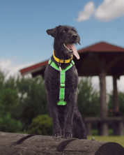 犬用ハーネス 4dox 中型犬・大型犬 – カスタムメイドハーネス オリジナルカラー&文字入れ無料|ペット用首輪・ハーネス|犬用ハーネス 4dox 中型犬・大型犬 – カスタムメイドハーネス オリジナルカラー&文字入れ無料