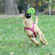 犬用ハーネス 4dox - 安全・快適でおしゃれなデザインの散歩用ハーネス|ペット用首輪・ハーネス