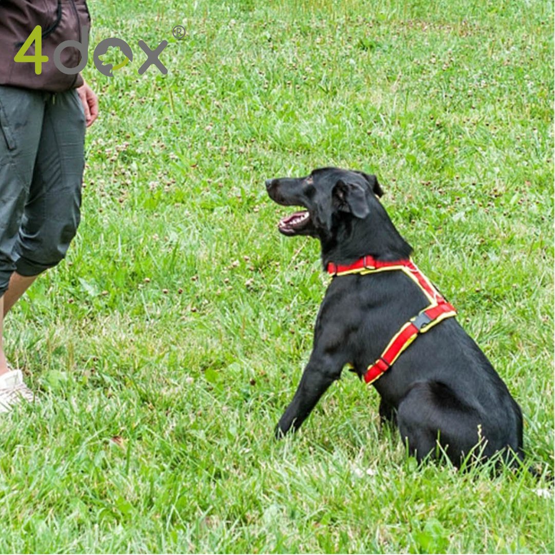 犬用ハーネス 4dox 中型犬・大型犬 – カスタムメイドハーネス オリジナルカラー&文字入れ無料|ペット用首輪・ハーネス|