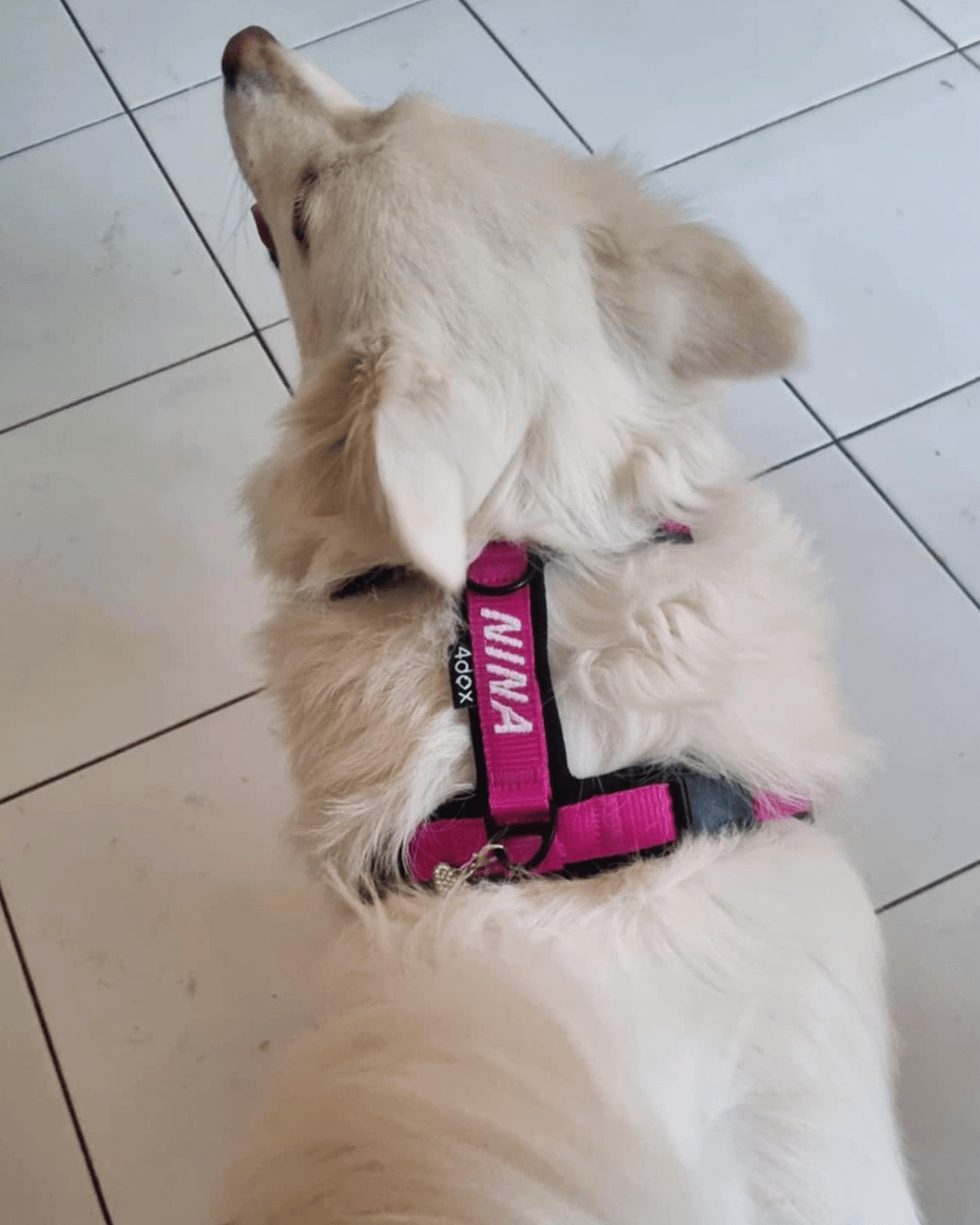犬用ハーネス 4dox カスタムメイド カラー 採寸オーダー 名入れ無料 中型犬 大型犬|ペット用首輪・ハーネス|犬用ハーネス 4dox カスタムメイド カラー 採寸オーダー 名入れ無料 中型犬 大型犬