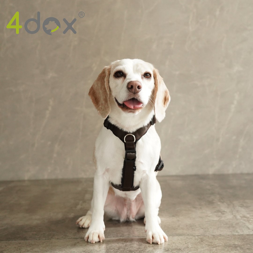 犬用ハーネス 4dox - コンフォートプラスハーネス|ペット用首輪・ハーネス|