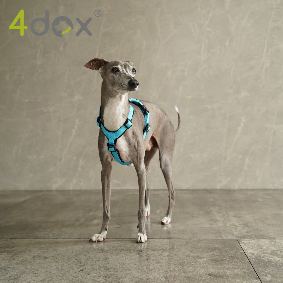 犬用ハーネス 4dox - コンフォートプラスハーネス|ペット用首輪・ハーネス|イタグレ