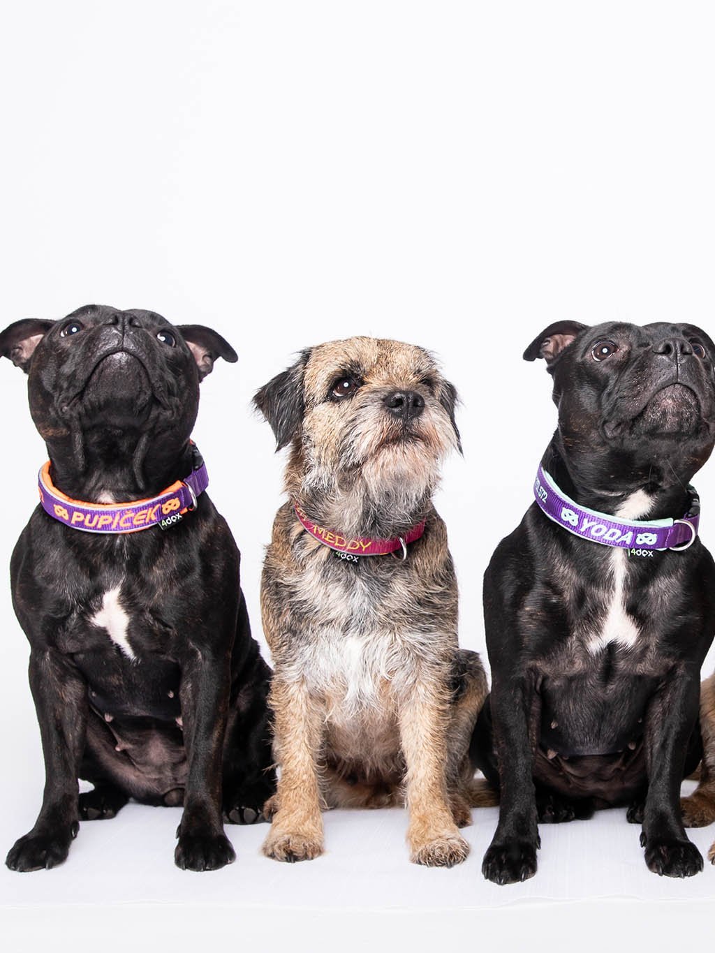 いぬ 4dox ネーム入り首輪｜小型犬・中型犬・大型犬対応｜カスタムメイド