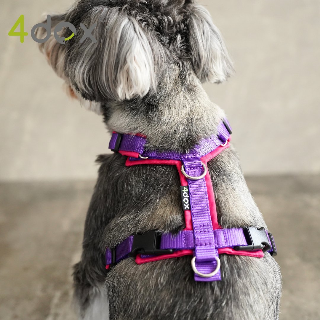 犬用ハーネス 4dox - 安全・快適でおしゃれなデザインの散歩用ハーネス|ペット用首輪・ハーネス シュナウザー