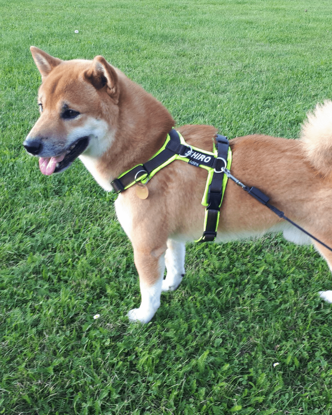 犬用ハーネス 4dox コンフォトプラスハーネス 小型犬用 – カスタムメイドハーネス オリジナルカラー&文字入れ無料|ペット用首輪・ハーネス|犬用ハーネス 4dox コンフォトプラスハーネス 小型犬用 – カスタムメイドハーネス オリジナルカラー&文字入れ無料