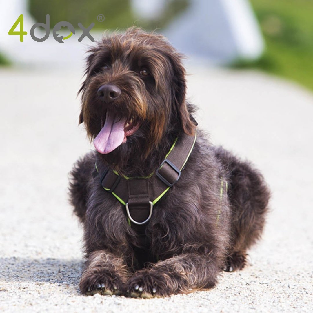 犬用ハーネス 4dox - コンフォートプラスハーネス XL / XXL| 全体パッド付きで引っ張りの負担を軽減|ペット・ペット用品>ペット用品>ペット用首輪・ハーネス