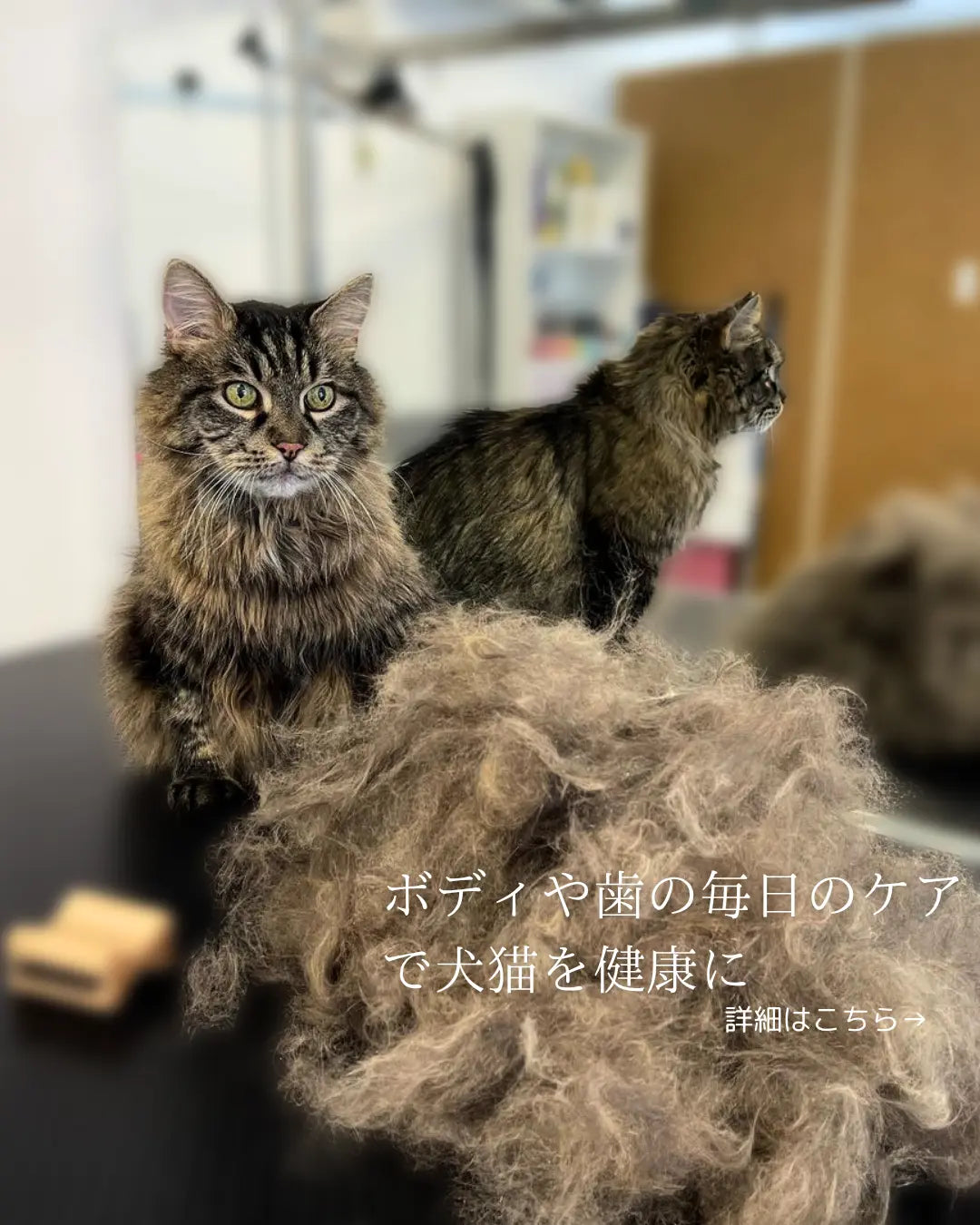 猫用抜け毛ケア 嫌がらない 毎日使用OK