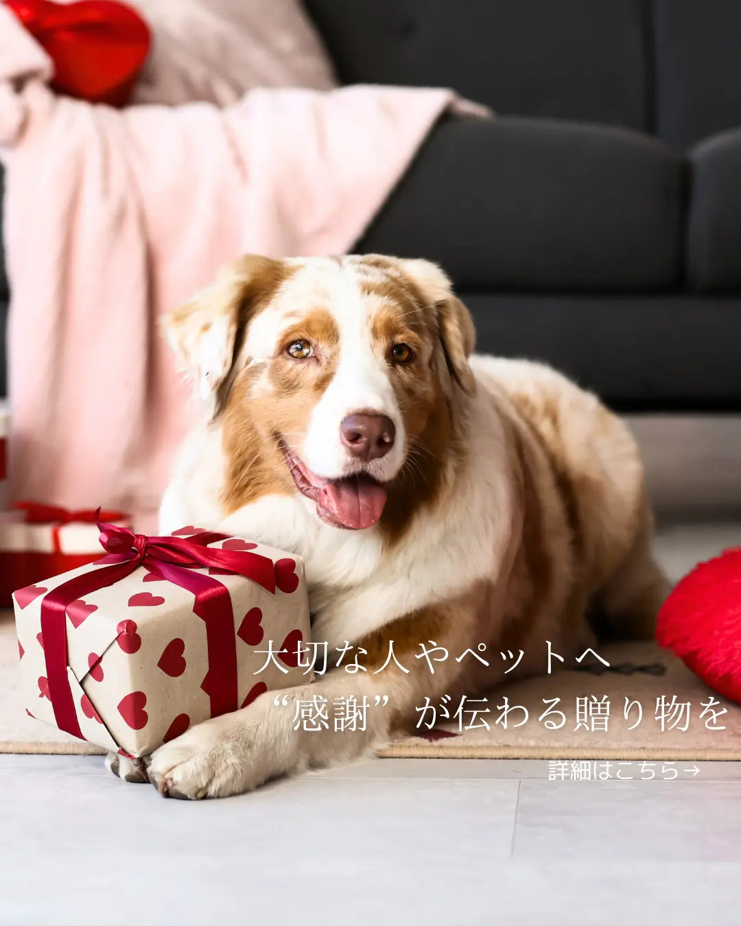 犬猫 プレゼント 飼い主 喜ぶ