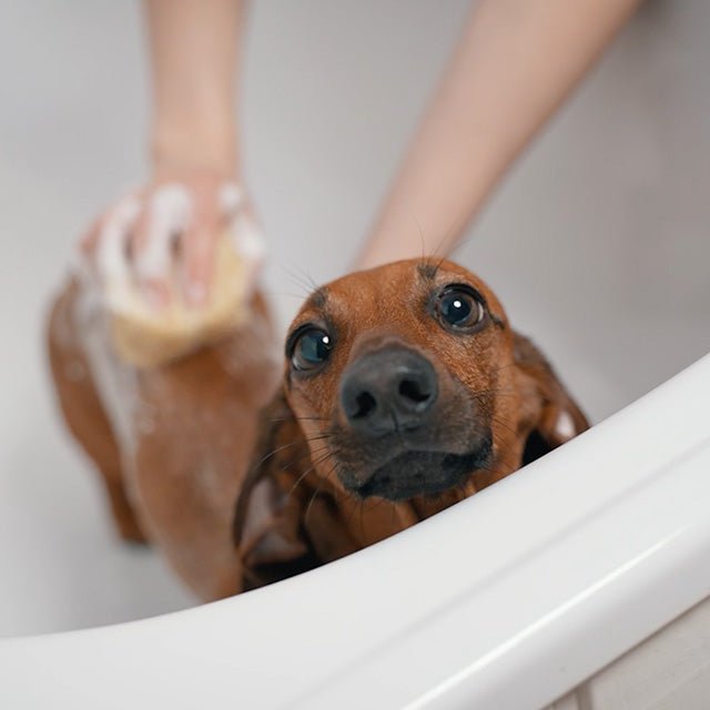 犬猫の肌トラブル別 ZOORO ボタニカルシャンプー|ペット用シャンプー・リンス|犬猫の肌トラブル別7種 ZOORO ボタニカルシャンプー 200ml | ケミカル・合成香料・動物性成分不使用|ペット用シャンプー・リンス