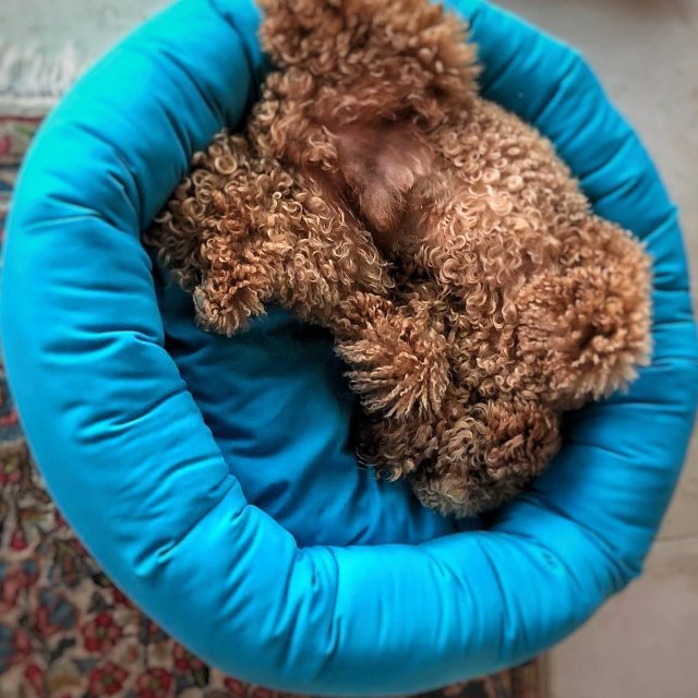 犬猫ベッド Leo & Luna フィオレコレクション セルリアンブルー | 丈夫なクッションと可愛いカラー