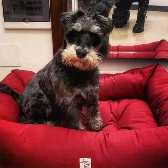 犬猫用ベッド Leo & Luna シッタコレクション スカーレッド| 快適・スタイリッシュでインテリアにも最適|犬猫用ベッド