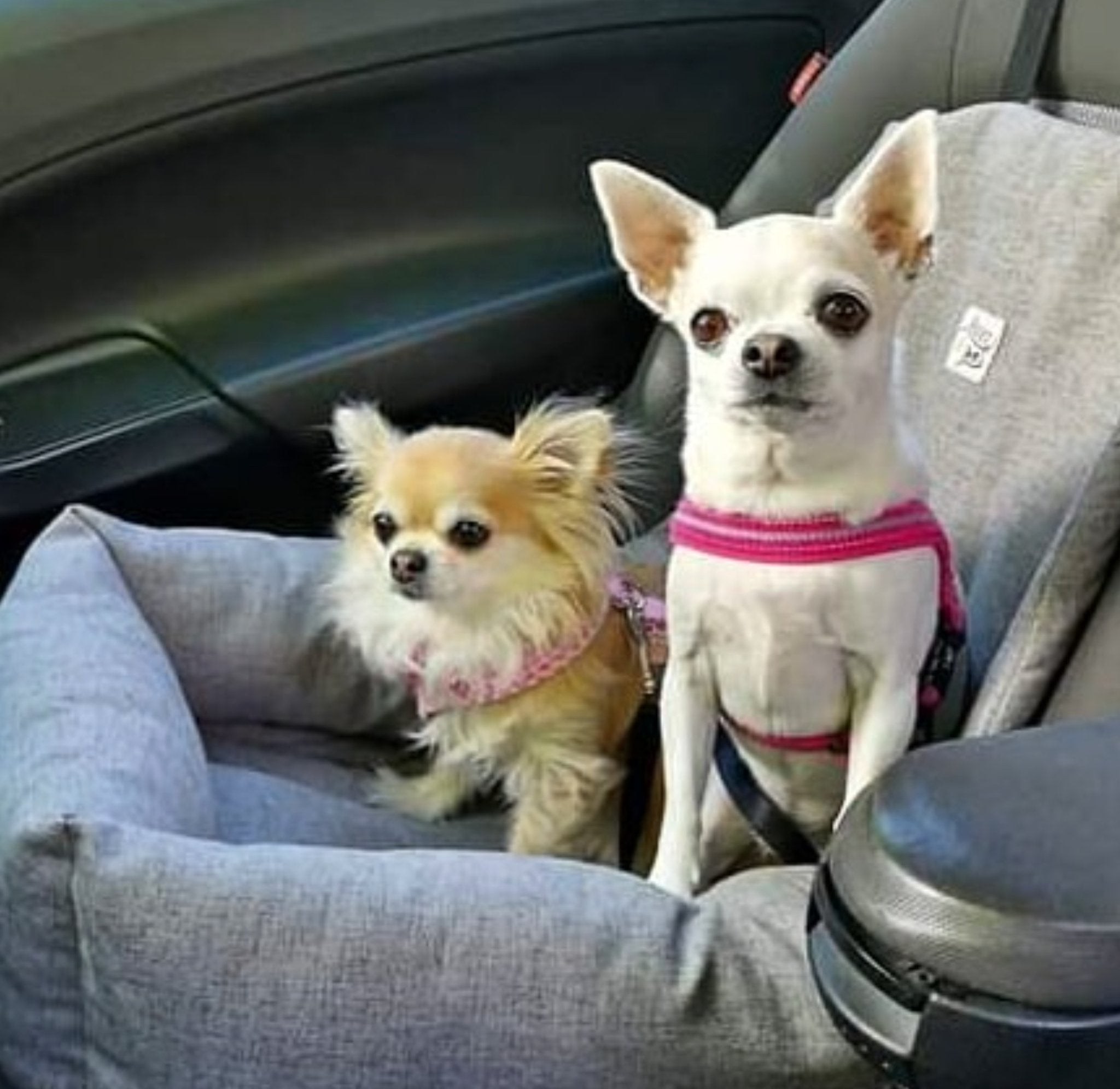 犬 ドライブ用ベッド Leo & Luna - チャコールカラー | 快適・安全な車用ペットベッド|ペット・ペット用品>ペット用品>犬用品>犬用ベッド|犬 ドライブ用ベッド Leo & Luna - 快適・安全な車用ペットベッド|車移動に便利