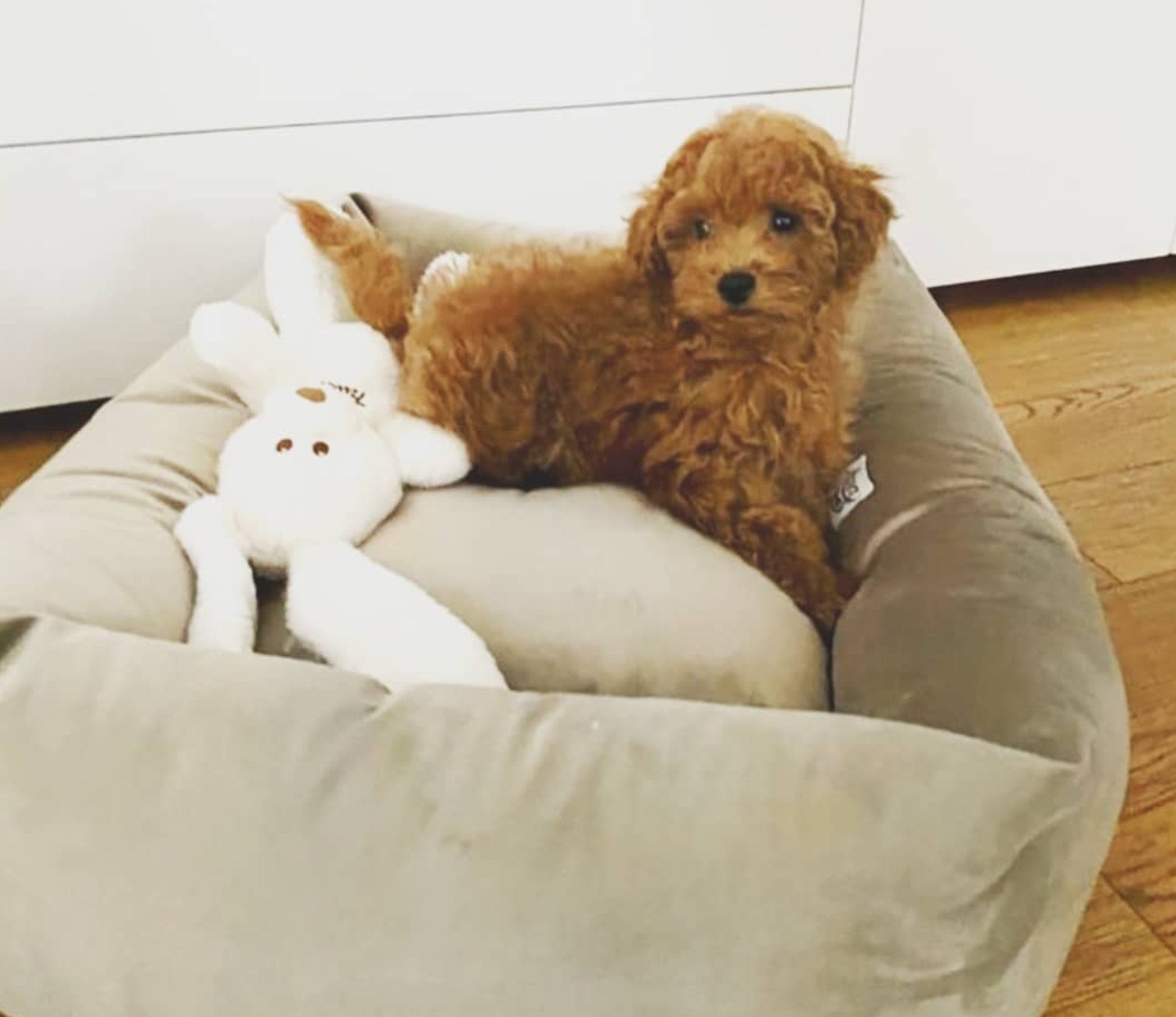 犬猫ベッド Leo & Luna (レオエルナ) ペット用ベッド ベルベット アイボリーベルベット|ペット・ペット用品>ペット用品>犬用品>犬用ベッド|