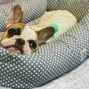 犬猫用ベッド Leo & Luna クロワゾンネコレクション ジュピター・ブルー | 高級感ある七宝文様デザイン|犬猫用ベッド|犬猫用ベッド Leo & Luna クロワゾンネコレクション ジュピター・ブルー | 高級感ある七宝文様デザイン|犬猫用ベッド
