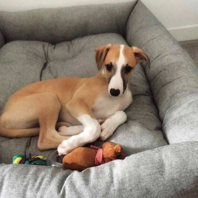 犬猫用ベッド Leo & Luna シッタコレクション グレー| 快適・スタイリッシュでインテリアにも最適|犬猫用ベッド|犬猫用ベッド Leo & Luna シッタコレクション グレー| 快適・スタイリッシュでインテリアにも最適|犬猫用ベッド
