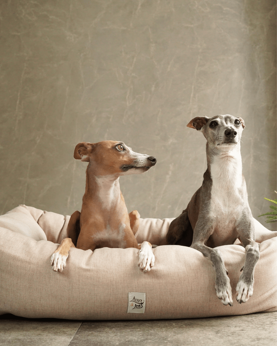 Amazon.co.jp: TQAZQA ペット ベッド 犬 ベッド 猫 ベッド