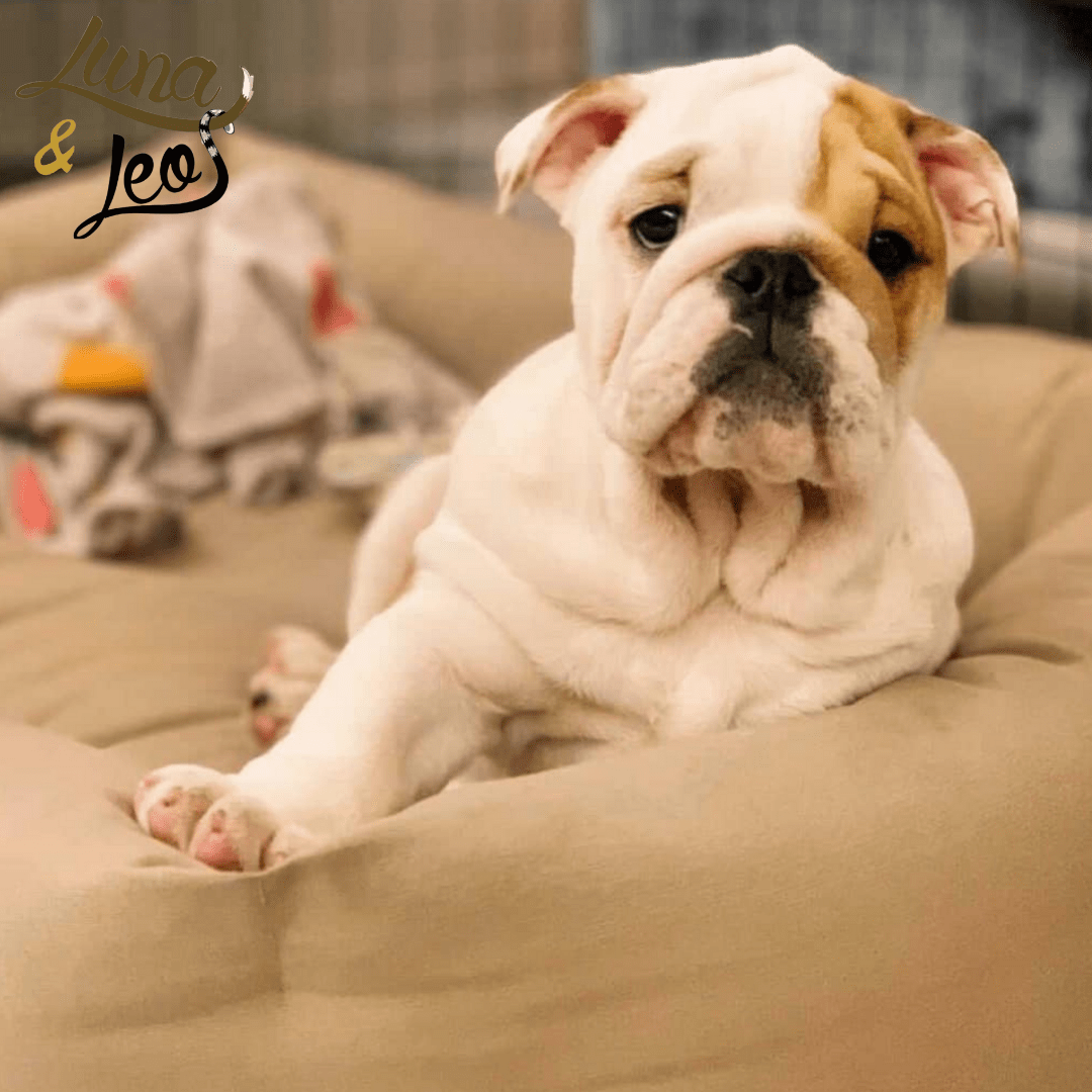 犬猫用ベッド Leo & Luna シッタコレクション - おしゃれなインテリアにも最適|犬猫用ベッド|犬猫用ベッド Leo & Luna シッタコレクション - おしゃれなインテリアにも最適|犬猫用ベッド