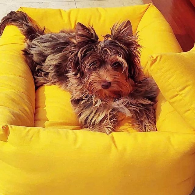 犬猫ベッド Leo & Luna フィオレコレクション サンフラワーイエロー| 丈夫なクッションと可愛いカラー|犬用ベッド