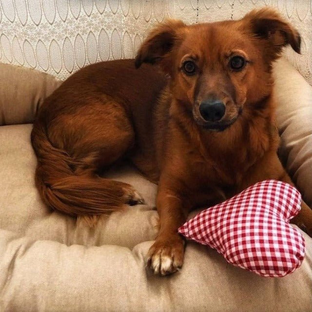 犬猫用ベッド Leo & Luna シッタコレクション バーリーウッド | 快適・スタイリッシュでインテリアにも最適|犬猫用ベッド|犬猫用ベッド Leo & Luna シッタコレクション バーリーウッド | 快適・スタイリッシュでインテリアにも最適|犬猫用ベッド