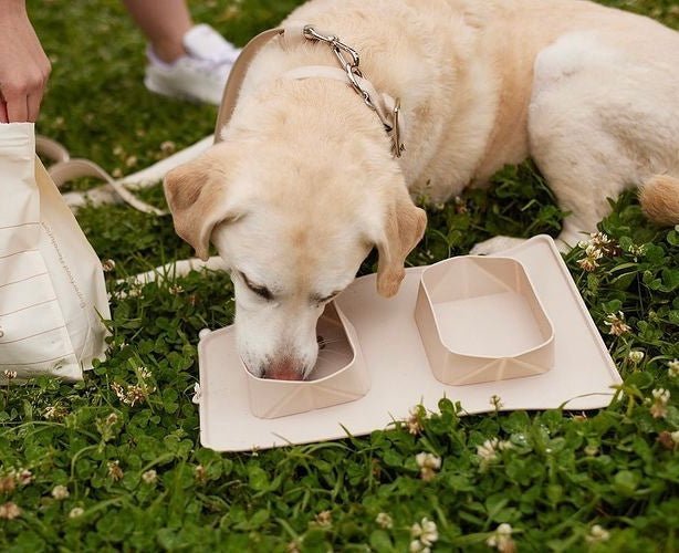 maxbone ポータブルボウル|ペット用食器|maxbone ポータブルボウル - Alice's Dog & Catproduct_type