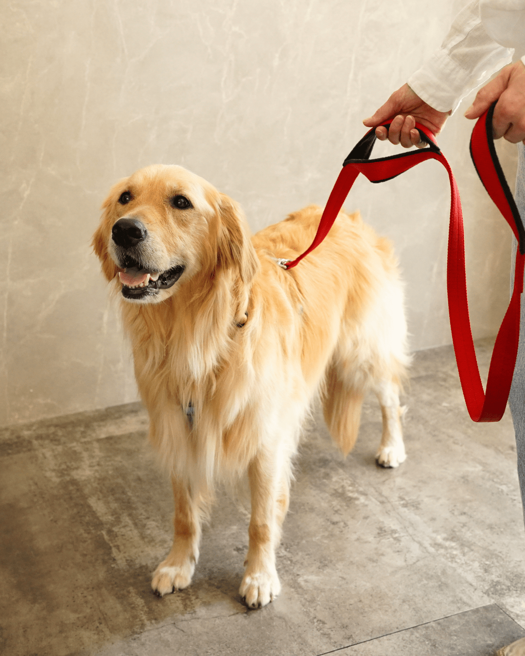 犬リード PERROS - 多用途リーシュ|ペット用リード|犬リード PERROS - 多用途リーシュ | 長さ1.2M, 1.4M, 3Mの選べるリード