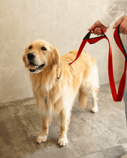 犬リード PERROS - 多用途リーシュ|ペット用リード|犬リード PERROS - 多用途リーシュ | 長さ1.2M, 1.4M, 3Mの選べるリード