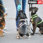 犬リード PERROS - 多用途リーシュ | 長さ1.2M, 1.4M, 3Mの選べるリード|ペット用リード