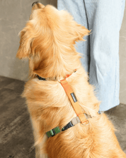 犬用ハーネス PERROS - マルチカラー8サイズ|ペット用首輪・ハーネス|犬用ハーネス PERROS - マルチカラーで選べる8サイズの快適ハーネス