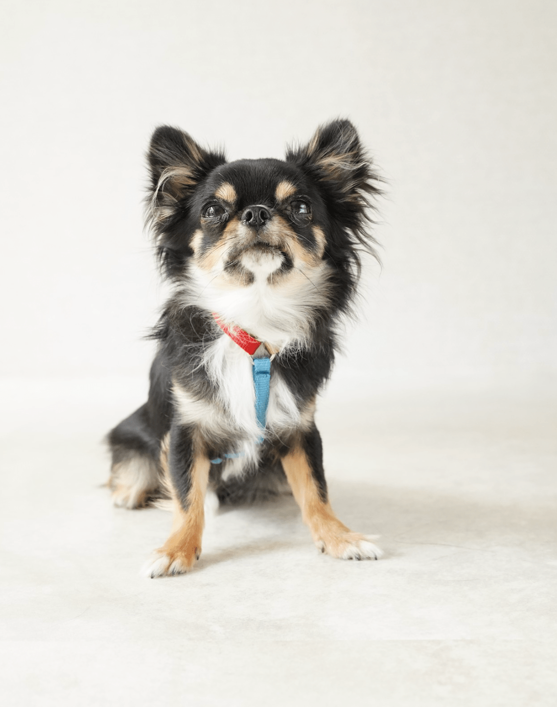 犬用ハーネス PERROS - マルチカラー8サイズ|ペット用首輪・ハーネス|犬用ハーネス PERROS - マルチカラーで選べる8サイズの快適ハーネス