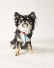 犬用ハーネス PERROS - マルチカラー8サイズ|ペット用首輪・ハーネス|犬用ハーネス PERROS - マルチカラーで選べる8サイズの快適ハーネス