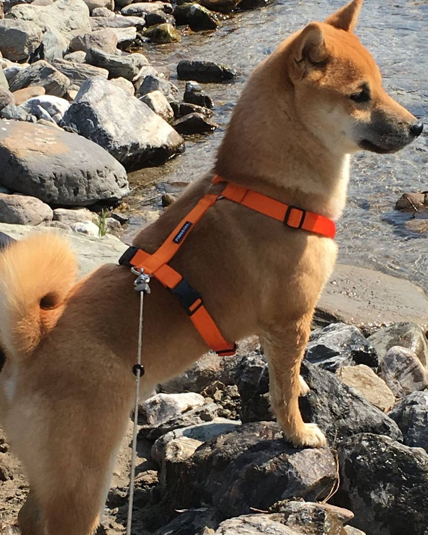 犬用ハーネス PERROS - 獣医師推奨ペルロスハーネス|ペット用首輪・ハーネス|犬ハーネス 動きも楽