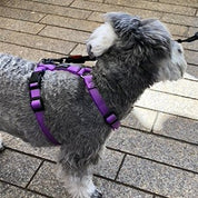 犬用ハーネス PERROS - 獣医師推奨ペルロスハーネス|ペット用首輪・ハーネス|犬ハーネス バイオレットカラー