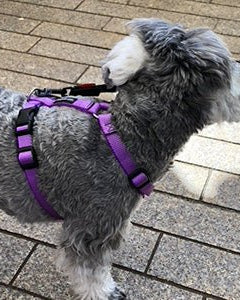 犬用ハーネス PERROS - 獣医師推奨ペルロスハーネス|ペット用首輪・ハーネス|犬ハーネス バイオレットカラー