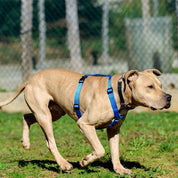 犬用ハーネス PERROS - 獣医師推奨ハーネス 犬の体に負担が少ない|ペット用首輪・ハーネス 大型犬