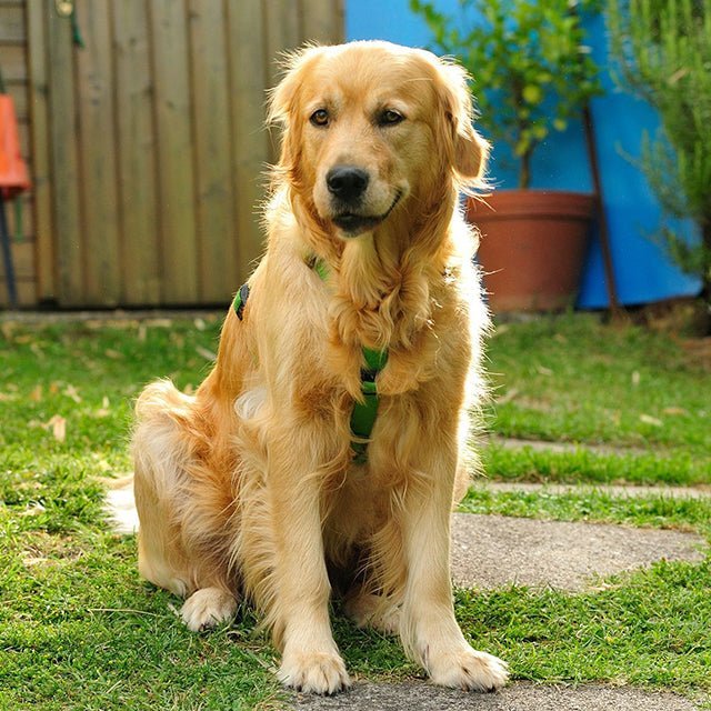 犬ハーネス PERROS - テクニカルハーネス パラキートグリーンカラー | 首を通さず簡単装着|犬用ハーネス|PERROS(ペルロス) ハーネス パラキートグリーンカラー - Alice's Dog & Catproduct_type