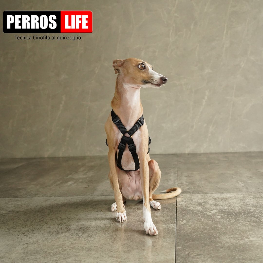 犬用ハーネス PERROS - 胸深く腹部細い犬用ドピアッカハーネス|ペット用首輪・ハーネス|