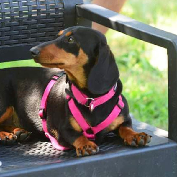 犬用ハーネス PERROS - 獣医師推奨ペルロスハーネス|ペット用首輪・ハーネス|体に負担が少ない