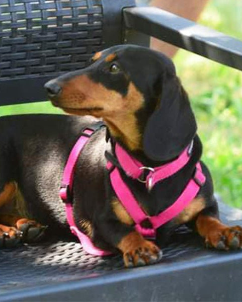 犬用ハーネス PERROS - 獣医師推奨ペルロスハーネス|ペット用首輪・ハーネス|体に負担が少ない