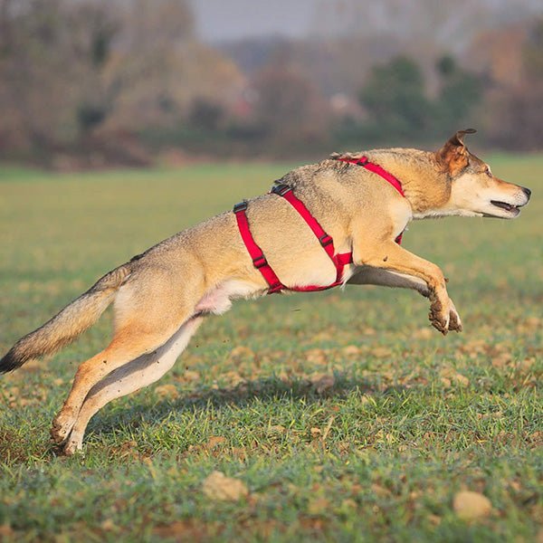 犬用ハーネス PERROS - 胸深く腹部細い犬用ドピアッカハーネス|ペット用首輪・ハーネス|犬用ハーネス PERROS - ドピアッカハーネス 胸深く腹部細い犬/グレーハウンド用 脱走防止|ペット用ハーネス