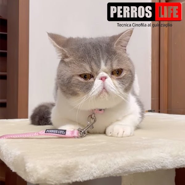 猫用首輪 PERROS - 安全でスタイリッシュ首輪|ペット・ペット用品>ペット用品>ペット用首輪・ハーネス|猫用首輪 PERROS - 安全でスタイリッシュな猫用首輪 | 高品質 おしゃれカラー | テレビ出演