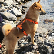 犬ハーネス PERROS - テクニカルハーネス オレンジカラー | 首を通さず簡単装着|犬用ハーネス|PERROS(ペルロス) ハーネス オレンジカラー - Alice's Dog & Catproduct_type