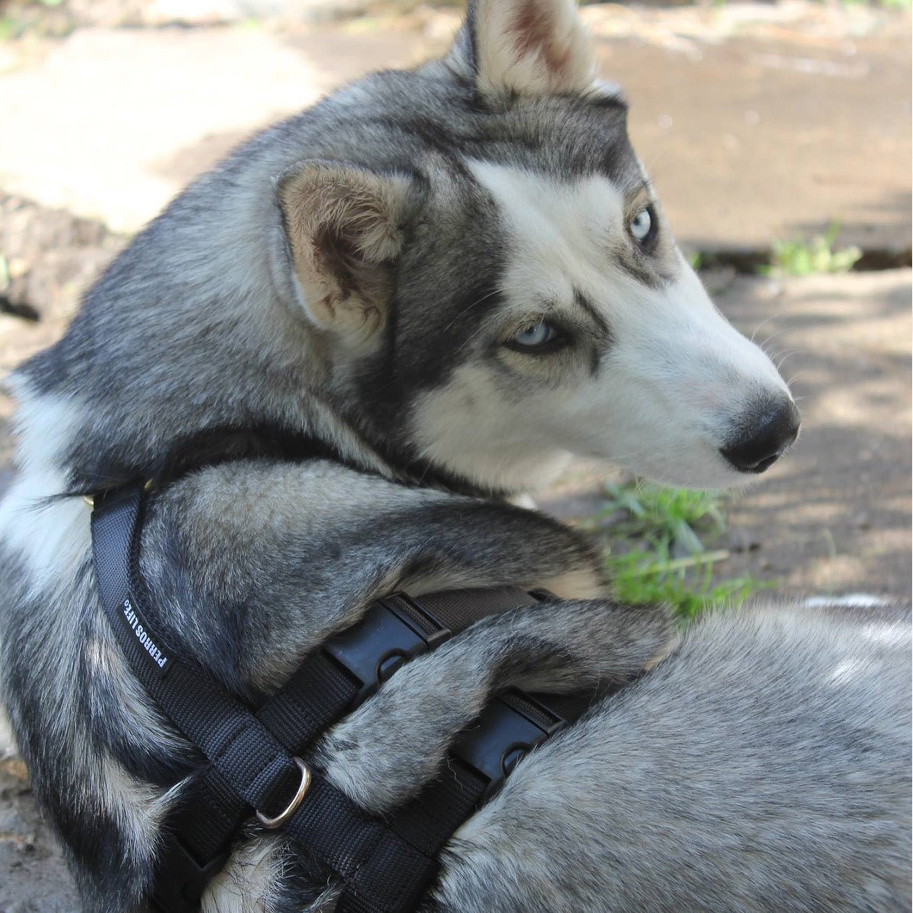 犬用ハーネス PERROS - 胸深く腹部細い犬用ドピアッカハーネス|ペット用首輪・ハーネス|犬用ハーネス PERROS - ドピアッカハーネス 胸深く腹部細い犬/グレーハウンド用 脱走防止|ペット用ハーネス