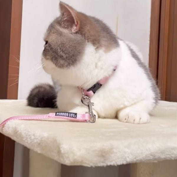 猫用首輪 PERROS - 安全でスタイリッシュ首輪|ペット・ペット用品>ペット用品>ペット用首輪・ハーネス|猫用首輪 PERROS - 安全でスタイリッシュな猫用首輪 | 高品質 おしゃれカラー | テレビ出演