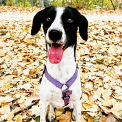 犬ハーネス PERROS - テクニカルハーネス バイオレットカラー | 首を通さず簡単装着|犬用ハーネス|PERROS(ペルロス) ハーネス バイオレットカラー - Alice's Dog & Catproduct_type