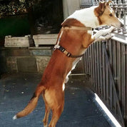 犬ハーネス PERROS - テクニカルハーネス ゴールドカラー | 首を通さず簡単装着|犬用ハーネス|PERROS(ペルロス) ハーネス ゴールドカラー - shop_name