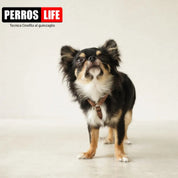 犬用ハーネス PERROS - 獣医師推奨ハーネス 犬の体に負担が少ない|ペット用首輪・ハーネス チワワ