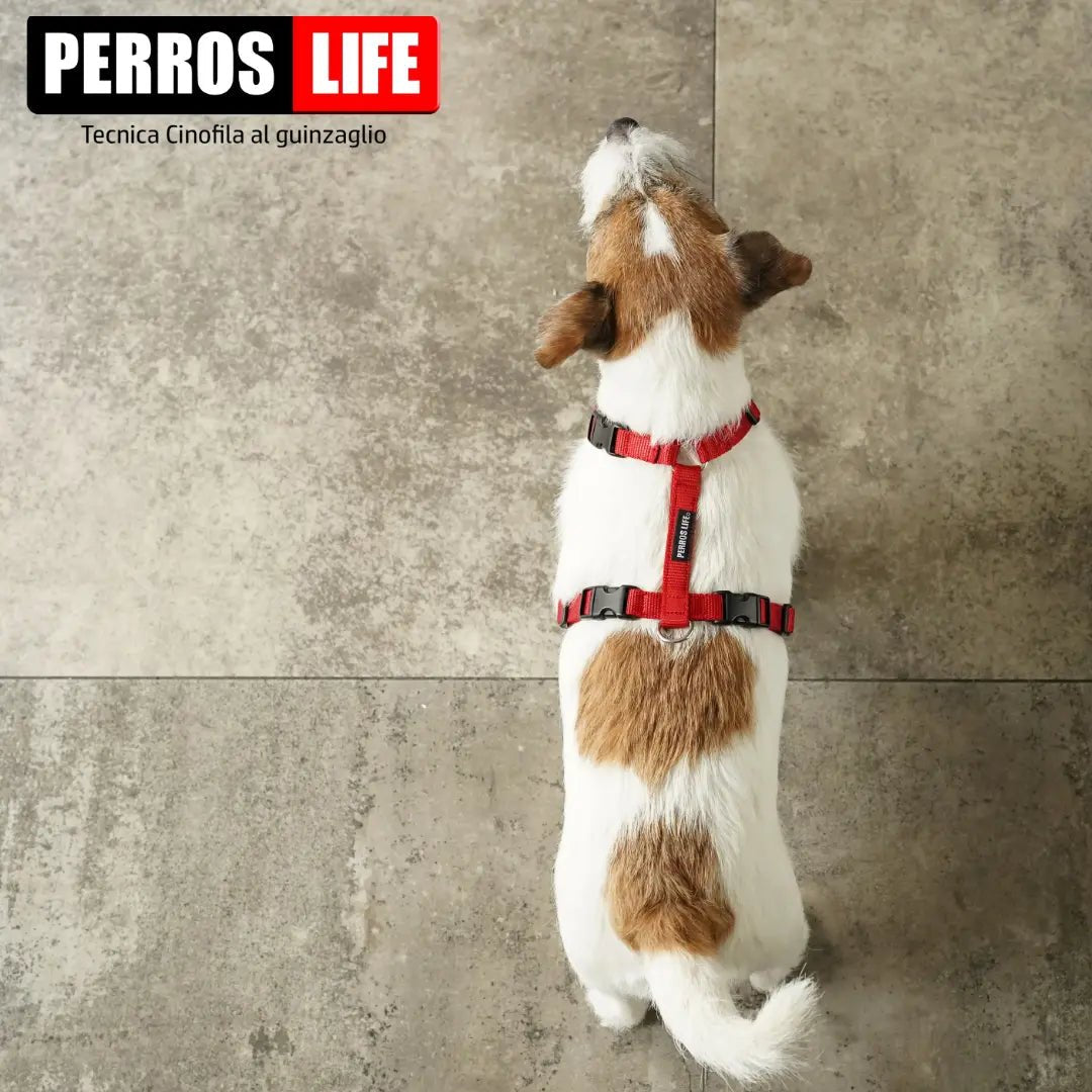 犬用ハーネス PERROS - 獣医師推奨ハーネス 犬の体に負担が少ない|ペット用首輪・ハーネス ジャックラッセル